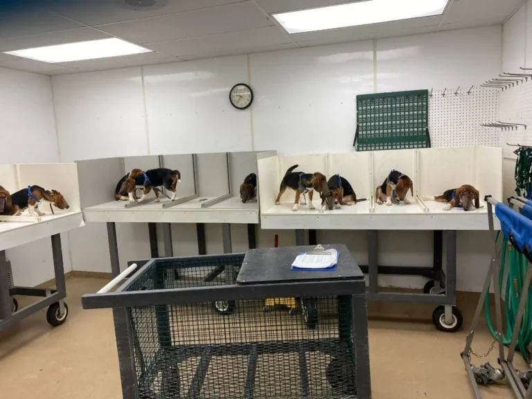 Inside Marshall BioResources: Who Owns the Research-Animal Supplier Facing Disturbing New Cruelty Allegations?